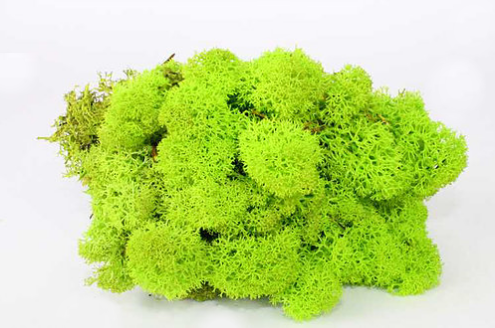 Reindeer Moss